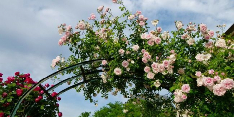 Mříž pro popínavé růže: jak to udělat sami